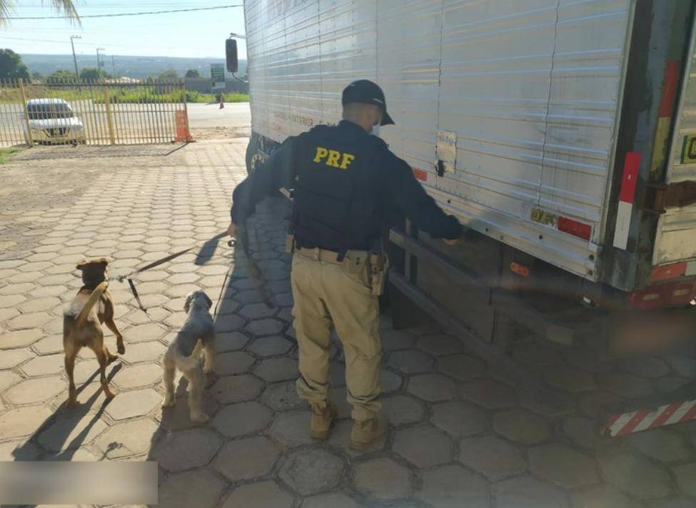 PRF resgata cães que eram transportados com sinais de maus tratos no sul do PI
